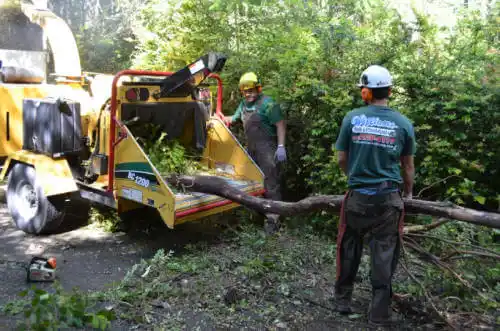 tree services Frostproof